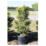Golden Leyland Cypress