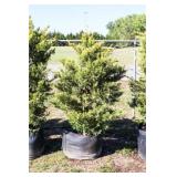 Golden Leyland Cypress