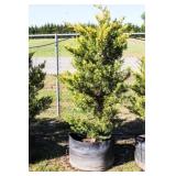 Golden Leyland Cypress