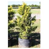 Golden Leyland Cypress