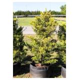 Golden Leyland Cypress