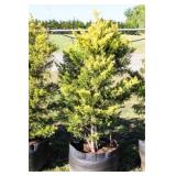 Golden Leyland Cypress