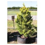Golden Leyland Cypress
