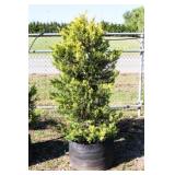 Golden Leyland Cypress
