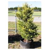 Golden Leyland Cypress