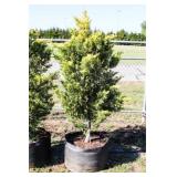 Golden Leyland Cypress