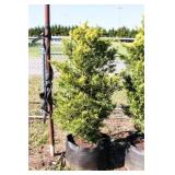 Golden Leyland Cypress