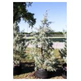 Blue Ice Cypress
