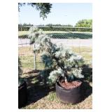 Blue Ice Cypress
