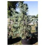 Blue Ice Cypress