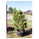 Golden Leyland Cypress