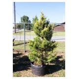 Golden Leyland Cypress