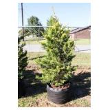 Golden Leyland Cypress