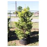 Golden Leyland Cypress
