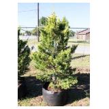Golden Leyland Cypress