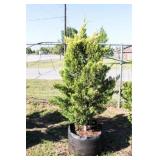 Golden Leyland Cypress