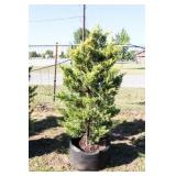 Golden Leyland Cypress
