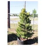 Golden Leyland Cypress