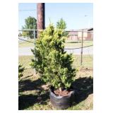Golden Leyland Cypress