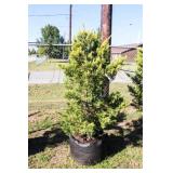 Golden Leyland Cypress