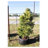 Golden Leyland Cypress