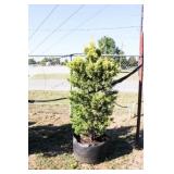 Golden Leyland Cypress