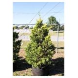 Golden Leyland Cypress