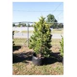 Golden Leyland Cypress