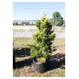 Golden Leyland Cypress