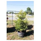 Golden Leyland Cypress
