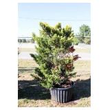 Golden Leyland Cypress