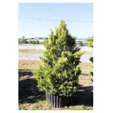 Golden Leyland Cypress