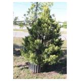 Golden Leyland Cypress