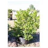 Nellie R Stevens Holly