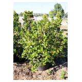 Nellie R Stevens Holly