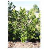 Nellie R Stevens Holly