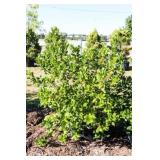 Nellie R Stevens Holly