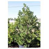 Nellie R Stevens Holly