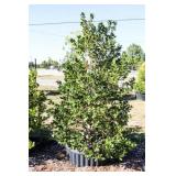 Nellie R Stevens Holly