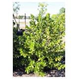 Nellie R Stevens Holly