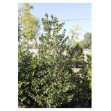 Nellie R Stevens Holly