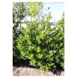 Nellie R Stevens Holly