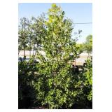 Nellie R Stevens Holly