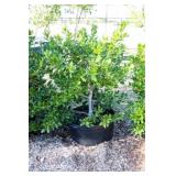 Nellie R Stevens Holly