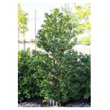 Nellie R Stevens Holly