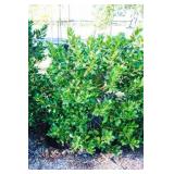 Nellie R Stevens Holly