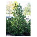 Nellie R Stevens Holly