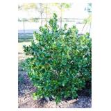 Nellie R Stevens Holly