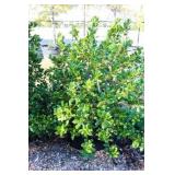 Nellie R Stevens Holly