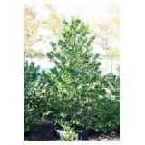 Nellie R Stevens Holly